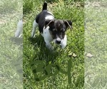 Small Photo #7 Jack Russell Terrier Puppy For Sale in FREEMAN, MO, USA