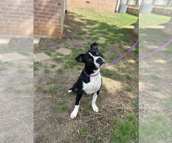 Medium Photo #6 Mutt Puppy For Sale in Euless, TX, USA