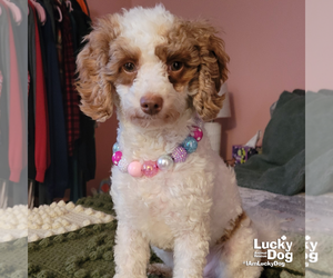 Mutt Dogs for adoption in Washington, DC, USA