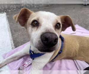 Italian Greyhound-Unknown Mix Dogs for adoption in Plano, TX, USA
