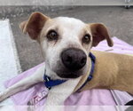 Small Italian Greyhound Mix