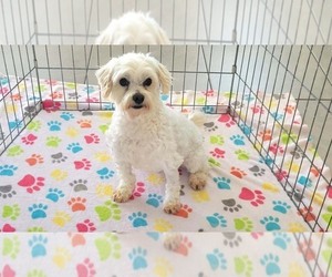 Maltese Puppy for sale in ORO VALLEY, AZ, USA