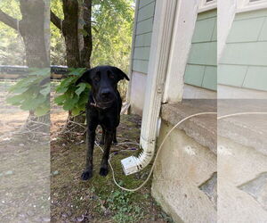 German Shepherd Dog-Unknown Mix Dogs for adoption in Chatham, VA, USA