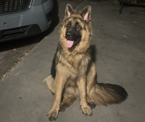 Father of the German Shepherd Dog puppies born on 07/04/2025