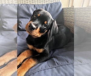 Rottweiler Puppy for Sale in LEHIGH ACRES, Florida USA