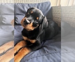 Small Rottweiler