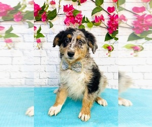Australian Shepherd Puppy for sale in INDIANAPOLIS, IN, USA