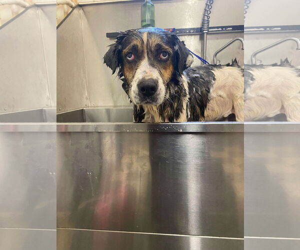 Medium Photo #2 Australian Shepherd-Unknown Mix Puppy For Sale in Stratham, NH, USA