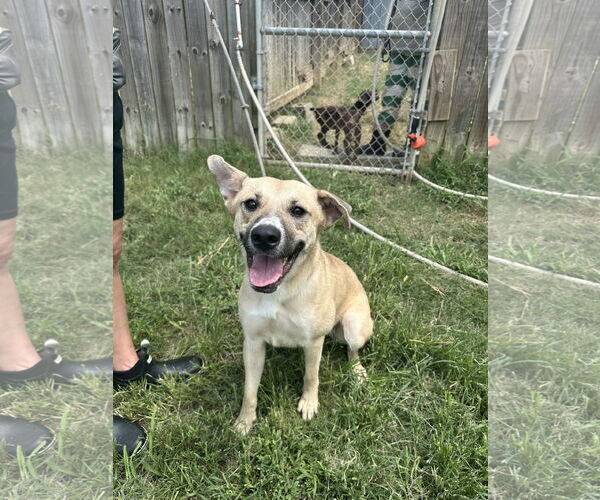 Medium Photo #1 Mutt Puppy For Sale in Jackson, MS, USA