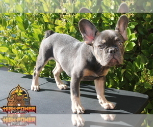 French Bulldog Puppy for sale in SAN FRANCISCO, CA, USA