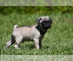 Small #2 Pug