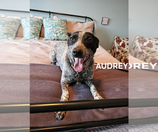 Medium Photo #6 Mutt Puppy For Sale in Garden City, NY, USA