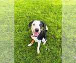 Small Beagle-Border Collie Mix