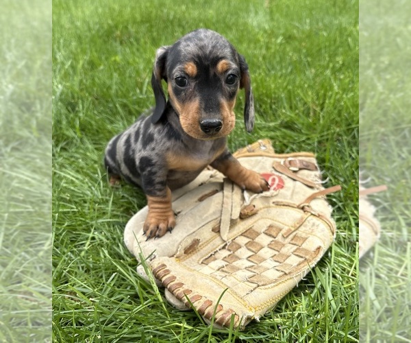 Medium Photo #2 Dachshund Puppy For Sale in MIDDLEBURY, IN, USA