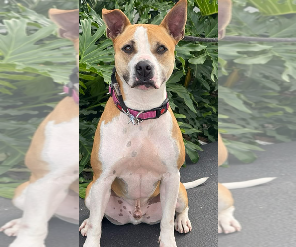 Medium Photo #1 Mutt Puppy For Sale in Miami, FL, USA