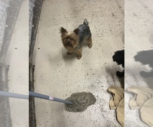 Yorkshire Terrier Puppy for sale in WHITE OAK, GA, USA