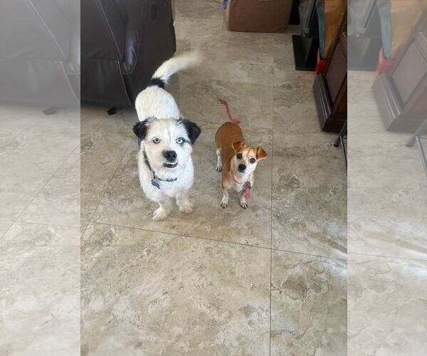 Medium Photo #2 Chihuahua Puppy For Sale in Menifee, CA, USA