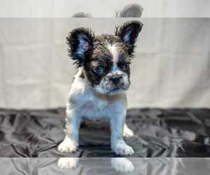 French Bulldog Puppy for sale in PLANO, IL, USA