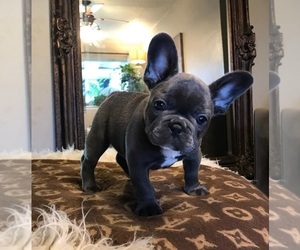 French Bulldog Puppy for sale in HADLEY, MA, USA