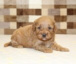 Small #6 Cavapoo (Miniature)