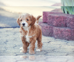 Small Photo #11 Cock-A-Poo Puppy For Sale in MANAHAWKIN, NJ, USA