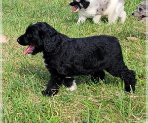 Aussiedoodle Puppy for sale in BOLCKOW, MO, USA