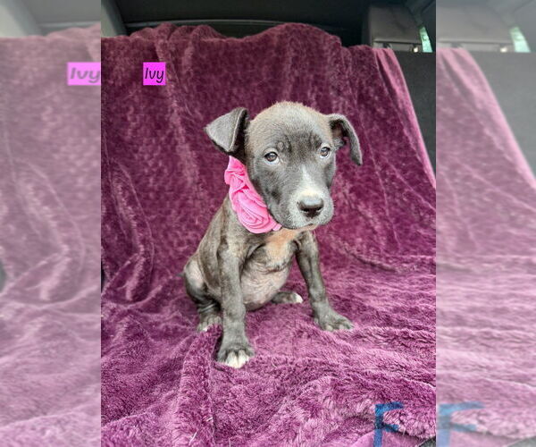Medium Photo #1 American Pit Bull Terrier-Labrador Retriever Mix Puppy For Sale in Brewster, NY, USA