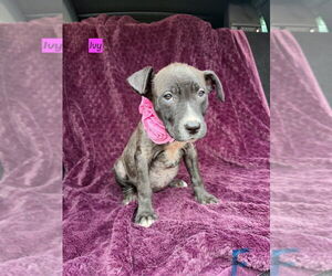 American Pit Bull Terrier-Labrador Retriever Mix Dogs for adoption in Brewster, NY, USA