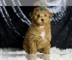 Puppy 6 Maltipoo (Miniature)