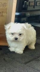 Maltese Puppy for sale in AZLE, TX, USA