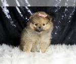 Small Photo #6 Pomeranian Puppy For Sale in WARSAW, IN, USA