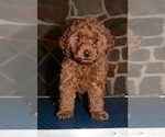 Small Photo #7 Miniature Labradoodle Puppy For Sale in MANHEIM, PA, USA