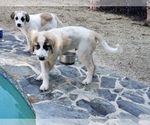 Small Photo #1 Anatolian Shepherd-Maremma Sheepdog Mix Puppy For Sale in LECANTO, FL, USA