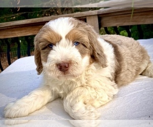 Aussiedoodle Miniature  Puppy for sale in CHATHAM, PA, USA