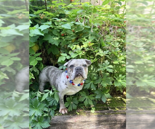 Medium Photo #2 French Bulldog Puppy For Sale in St. Louis Park, MN, USA