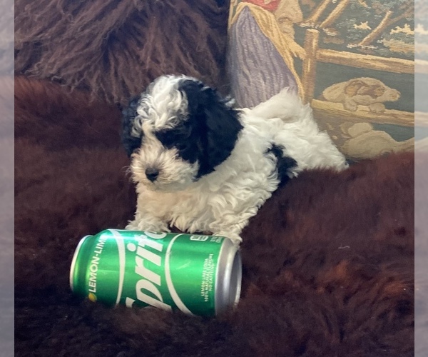Medium Photo #8 Havanese-Poodle (Toy) Mix Puppy For Sale in YANCEY, TX, USA