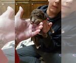 Small Photo #3 F2 Aussiedoodle Puppy For Sale in WOODFORD, WI, USA