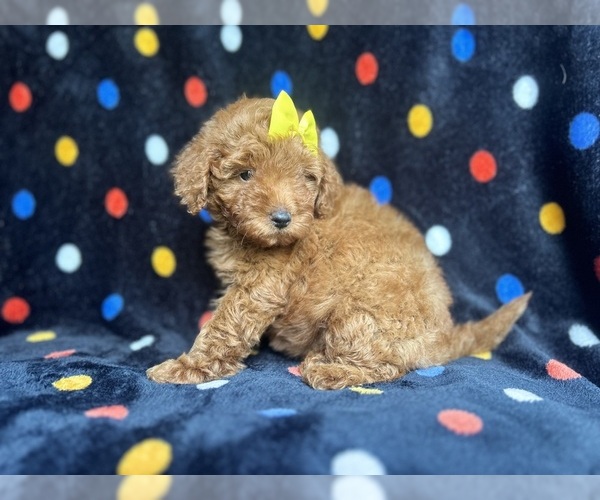 Medium Photo #3 Goldendoodle (Miniature) Puppy For Sale in LAKELAND, FL, USA
