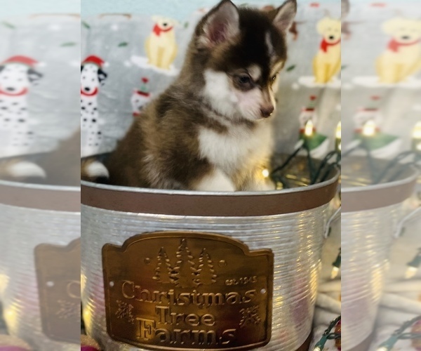 Full screen Photo #8 Pomsky Puppy For Sale in CINCINNATI, OH, USA