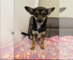 Small #1 Chihuahua Mix