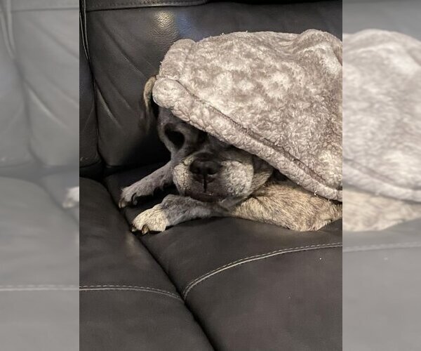 Medium Photo #3 Frenchie Pug Puppy For Sale in Indianapolis, IN, USA