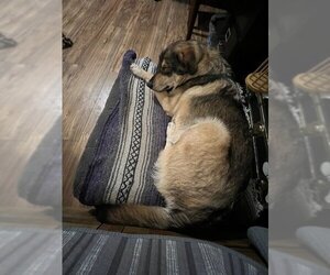 Medium German Shepherd Dog-Huskies  Mix
