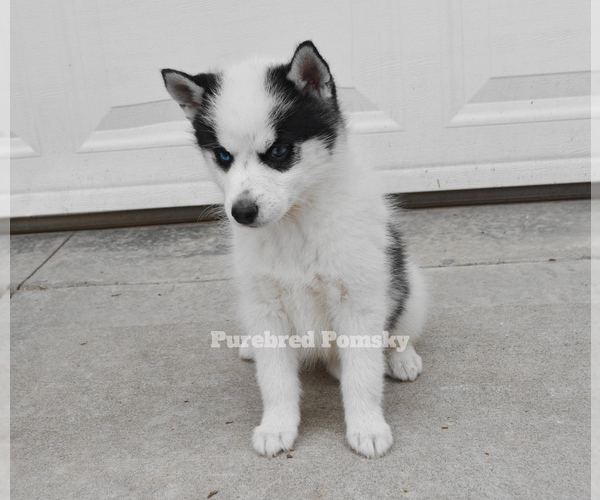 Medium Photo #3 Pomsky Puppy For Sale in KANSAS CITY, MO, USA