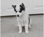 Small #2 Pomsky