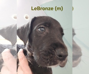 Irish Dane Puppy for sale in BRIMFIELD, MA, USA