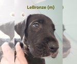 Small Irish Dane