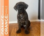 Puppy Orange Cane Corso