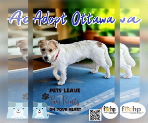 Medium Jack Russell Terrier