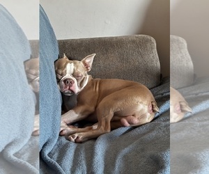 Father of the Boston Terrier puppies born on 10/05/2025