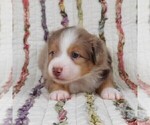 Small Photo #36 Miniature Australian Shepherd Puppy For Sale in HARRISON, OH, USA